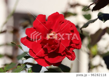 日本の秋の公園に咲く赤いバラの花 96282118