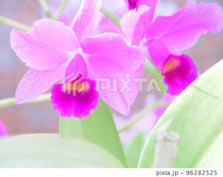ピンク色のカトレアの花が咲いています　蘭(10月)カトレア12H4.3 96282525