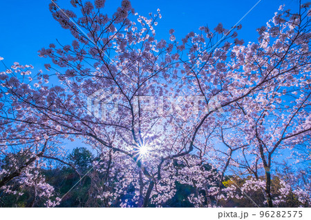 京都 蹴上インクラインの桜 京都 蹴上インクラインの桜 96282575