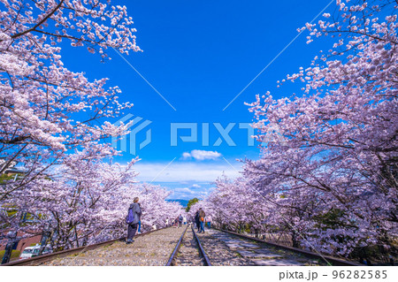京都　蹴上インクラインの桜並木 96282585
