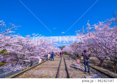 京都　蹴上インクラインの桜並木 96282587