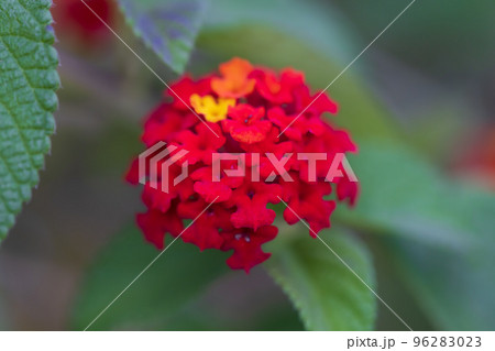 ランタナ 0011 ランタナ 0011 96283023