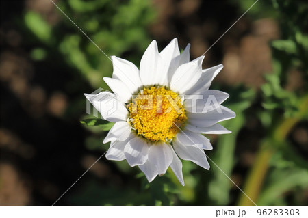 日本の晩秋の庭に咲くヒナギクの白い花 96283303