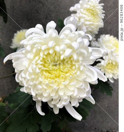 中心が淡い黄色をした白い菊の花近影 中心が淡い黄色をした白い菊の花近影 96283406