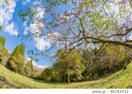 久住高原のマユミの木(大分県竹田市久住高原) 久住高原のマユミの木(大分県竹田市久住高原) 96283432