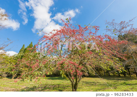 久住高原のマユミの木（大分県竹田市久住高原） 96283433