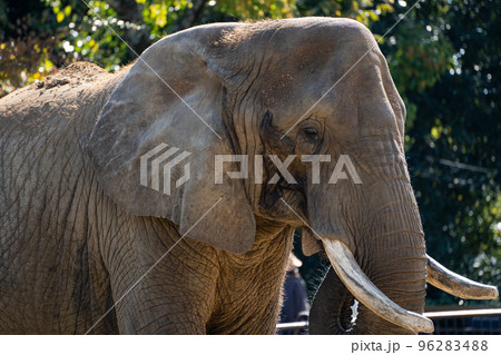 動物園にいる日向ぼっこをする象 動物園にいる日向ぼっこをする象 96283488