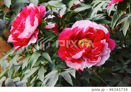 牡丹は赤と白とが入り乱れ大輪の花を咲かせ、人の目を引き魅了する 96283739