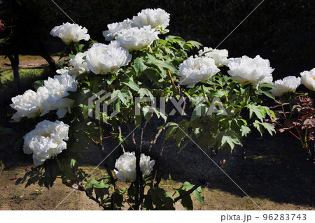 白い牡丹の花が咲きそろい、花の命の盛りを告げるかのように 96283743