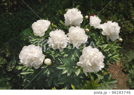 白いシャクヤクの花は高貴な美しさを感じさせ、それでいて控えめで誰かを待っているようで 96283746