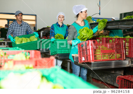 Vegetable sorting factory workers packing lettuce into boxes 96284158