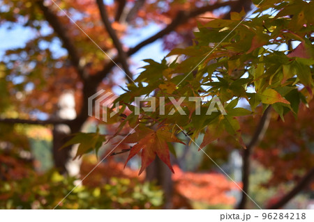 色付きかけたもみじの木 色付きかけたもみじの木 96284218