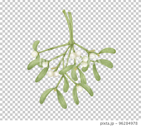 watercolor style simple mistletoe illustration watercolor style simple mistletoe illustration 96284978
