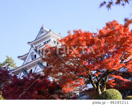 郡上八幡城の紅葉 郡上八幡城の紅葉 96285211