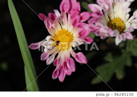 日本の秋の庭に咲くピンク色のスプレーギクの花に止まる非常に小さなマクガタテントウ 96285230