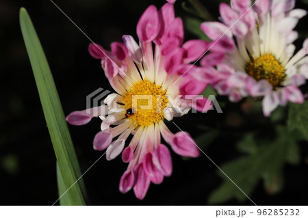 日本の秋の庭に咲くピンク色のスプレーギクの花に止まる非常に小さなマクガタテントウ 96285232