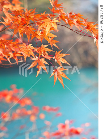 夫婦で行く毘沙門沼と赤い紅葉 96285739