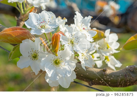 二十世紀梨の花（鳥取県湯梨浜町） 96285875