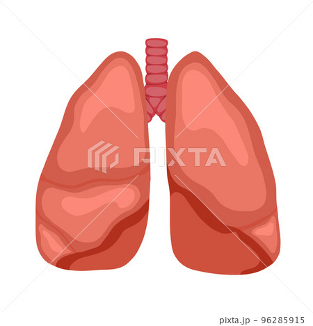 Anatomical vector illustration of human lungs isolated from background. Cartoon human body organ. Vector element Anatomical vector illustration of human lungs isolated from background. Cartoon human body organ. Vector element 96285915