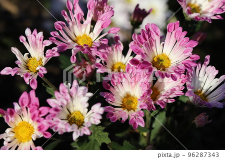 日本の秋の庭に咲くピンク色のスプレーギクの花 96287343