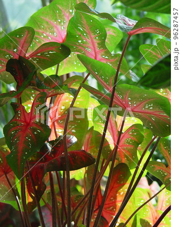 カラフルな南国の葉っぱ　熱帯植物(9月)カラジューム03V3.4 96287457