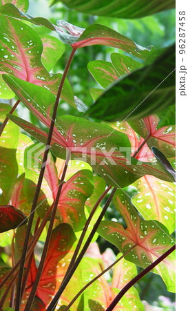 カラフルな南国の葉っぱ　熱帯植物(9月)カラジューム03V9.16 96287458