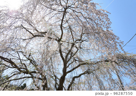 西山公園の桜を見に行きました　＃80 96287550