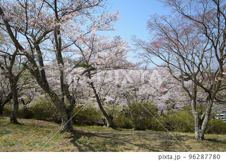 西山公園の桜を見に行きました　＃86 96287780