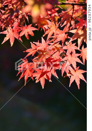 紅葉 96287934