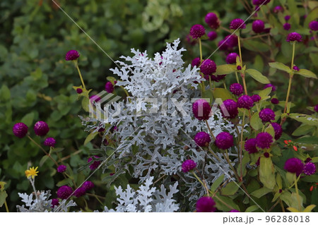 日本の秋の庭で育つシロタエギクの白い葉とセンニチコウのピンク色の花 96288018