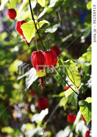 ウキツリボクの花 ウキツリボクの花 96288419