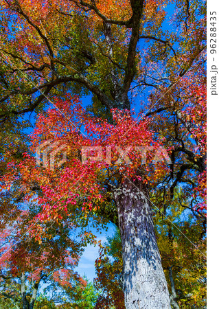 奈良公園の紅葉 こずえの隙間からのぞく青空と紅葉 奈良公園の紅葉 こずえの隙間からのぞく青空と紅葉 96288435