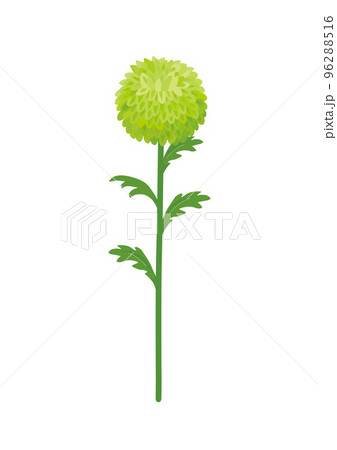 ピンポンマム イラストのイラスト素材 [96288516] - PIXTA