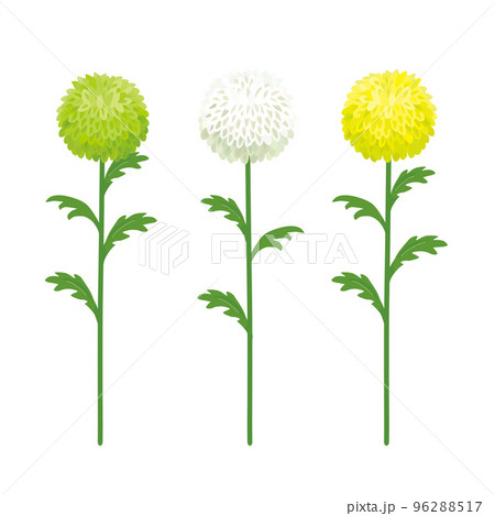 ピンポン菊イラスト セットのイラスト素材 [96288517] - PIXTA