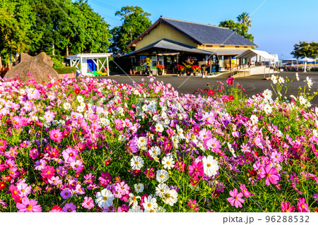 有明の森フラワー公園のコスモス 【長崎県島原市】 有明の森フラワー公園のコスモス 【長崎県島原市】 96288532
