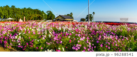 有明の森フラワー公園のコスモス パノラマ 【長崎県島原市】 有明の森フラワー公園のコスモス パノラマ 【長崎県島原市】 96288541