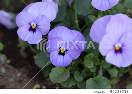 日本の秋の庭に咲く紫色のビオラの花の写真素材 [96288558] - PIXTA