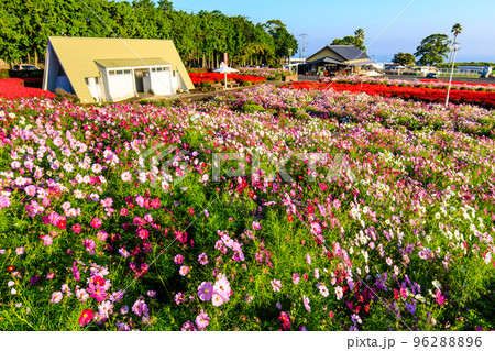 有明の森フラワー公園のサルビアとコスモス 【長崎県島原市】 有明の森フラワー公園のサルビアとコスモス 【長崎県島原市】 96288896