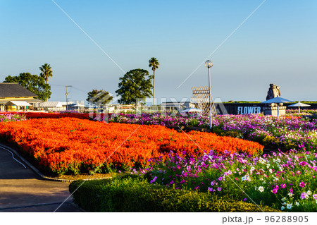 有明の森フラワー公園のサルビアとコスモス 【長崎県島原市】 有明の森フラワー公園のサルビアとコスモス 【長崎県島原市】 96288905
