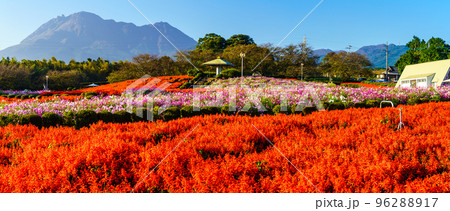 有明の森フラワー公園のサルビアとコスモス　パノラマ　【長崎県島原市】 96288917