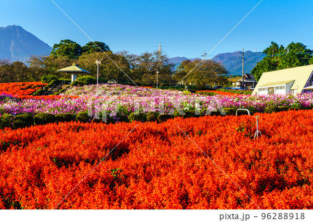 有明の森フラワー公園のサルビアとコスモス 【長崎県島原市】 有明の森フラワー公園のサルビアとコスモス 【長崎県島原市】 96288918