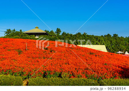有明の森フラワー公園のサルビアとコスモス　【長崎県島原市】 96288934