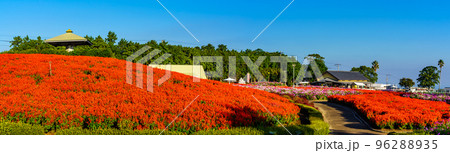有明の森フラワー公園のサルビアとコスモス　パノラマ　【長崎県島原市】 96288935
