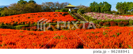 有明の森フラワー公園のサルビアとコスモス　パノラマ　【長崎県島原市】 96288941