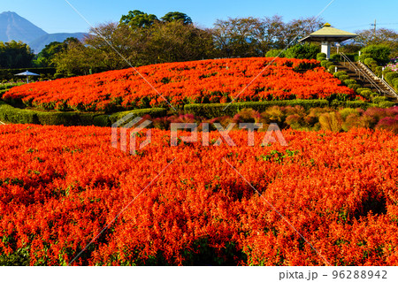 有明の森フラワー公園のサルビアとコスモス　【長崎県島原市】 96288942