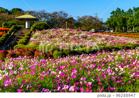 有明の森フラワー公園のサルビアとコスモス　【長崎県島原市】 96288947
