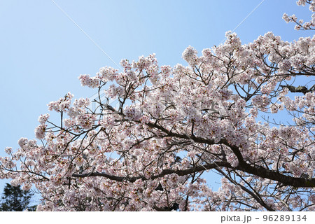 西山公園の桜を見に行きました　＃107 96289134