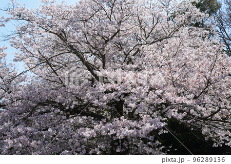 西山公園の桜を見に行きました　＃109 96289136