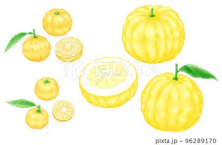 ユズ（本ユズ）と花ユズ（一才ユズ）と獅子ユズ（鬼ユズ） 96289170