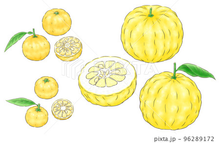 ユズ(本ユズ)と花ユズ(一才ユズ)と獅子ユズ(鬼ユズ)・線1色 ユズ(本ユズ)と花ユズ(一才ユズ)と獅子ユズ(鬼ユズ)・線1色 96289172